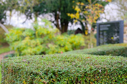 Bild auf Leinwand Shallow focus of a well maintained privet hedge seen at the entrance to  an English botanical gardens and maze