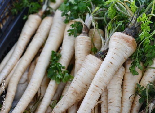 Fresh, parsnips at the weekly market. A bunch of parsnip. Full frame of vegetable.