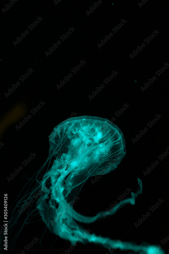 Jellyfish with tentacles in green neon light on black background Jellyfish with tentacles in green neon light on black background