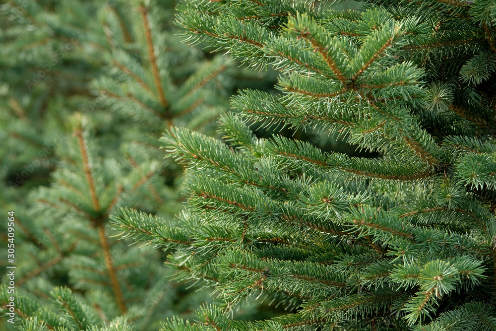 Christmas trees and needles in a Christmas tree cultivation farm and nursery.