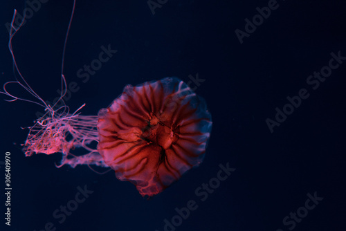 Compass jellyfish with tentacles in pink neon light on dark background