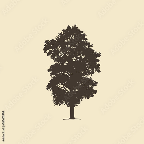 Maple, hand drawn silhouette. Vector sketch of deciduous tree.