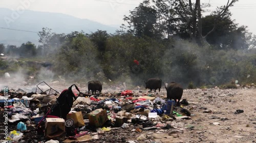 Pigs scavenging on burning trash heap in the middle of the jungle. photo