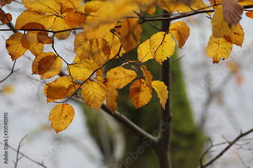 A photograph of yellow and orange autumnal leaves with a natural forest woodland background. Shallow depth of field and beautiful autumn colours
