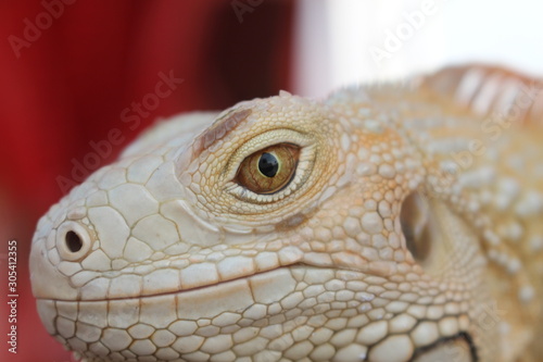 closeup of a iguana