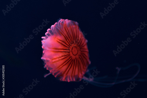 Compass jellyfish in pink neon light on dark background