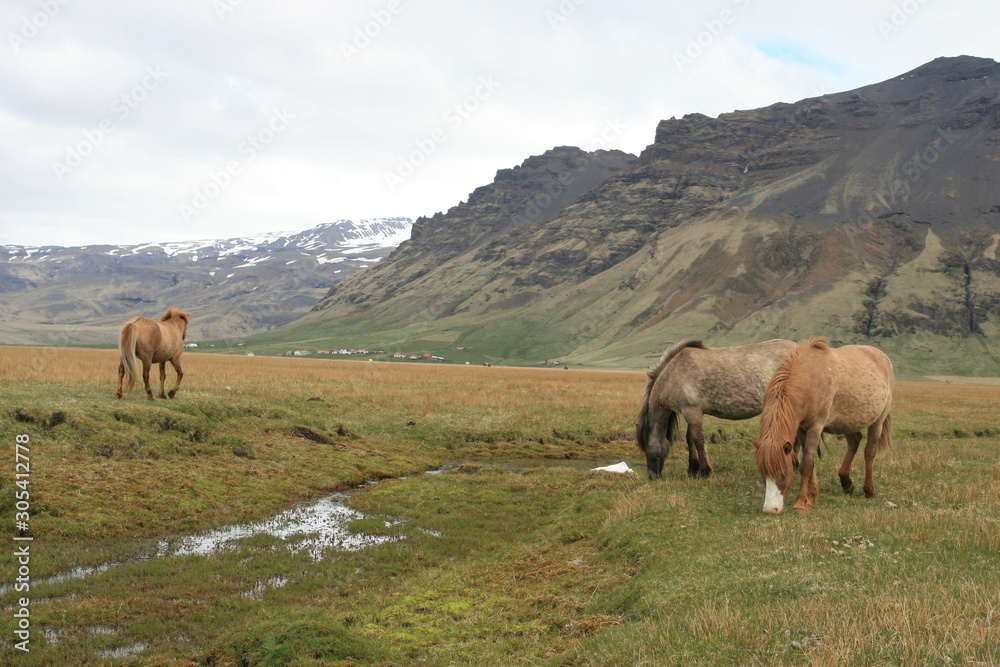 Wild Icelandic horses