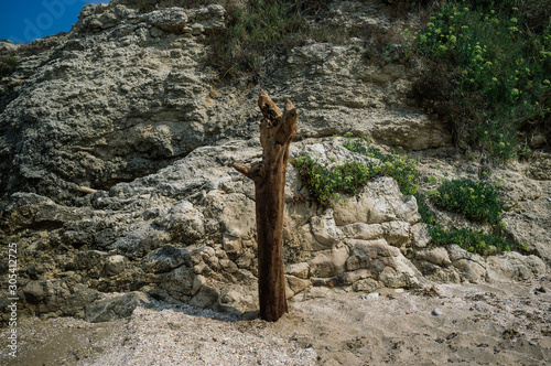 Dead tree aganist rock coast, gargano Italy photo