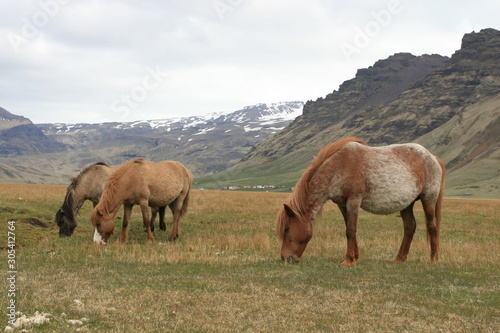 Wild Icelandic horses