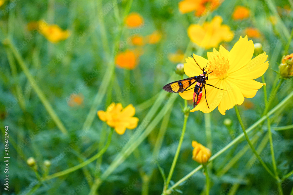 A honey bee on orange cosmos flower A honey bee on orange cosmos flower