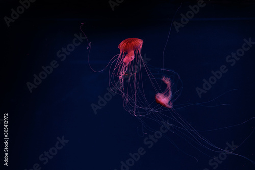 Compass jellyfishes in red neon light on dark background