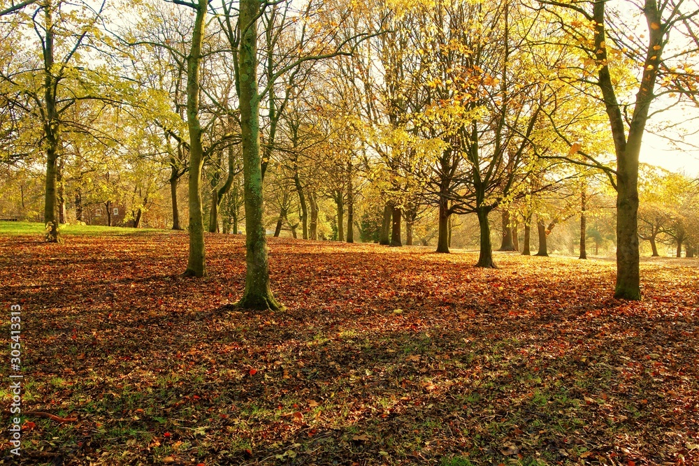 autumn in the park