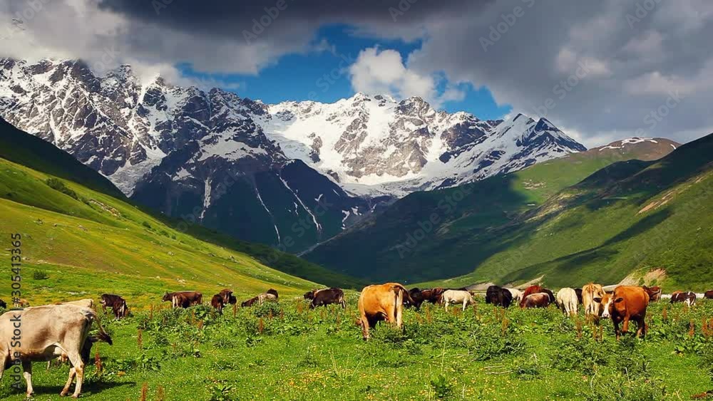 Cows grazing on alpine meadow at the foot of Shkhara glacier. Cows grazing on alpine meadow at the foot of Shkhara glacier.