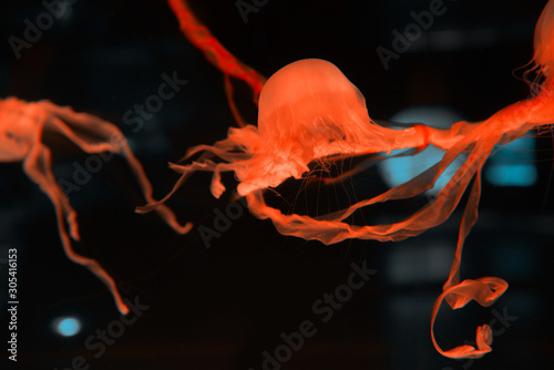 Jellyfishes with tentacles and red neon light on black background