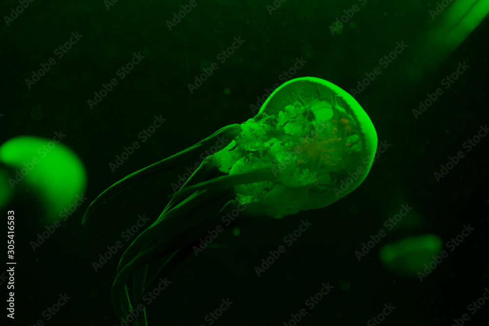 Naklejka premium Selective focus of jellyfishes in green neon light on black background