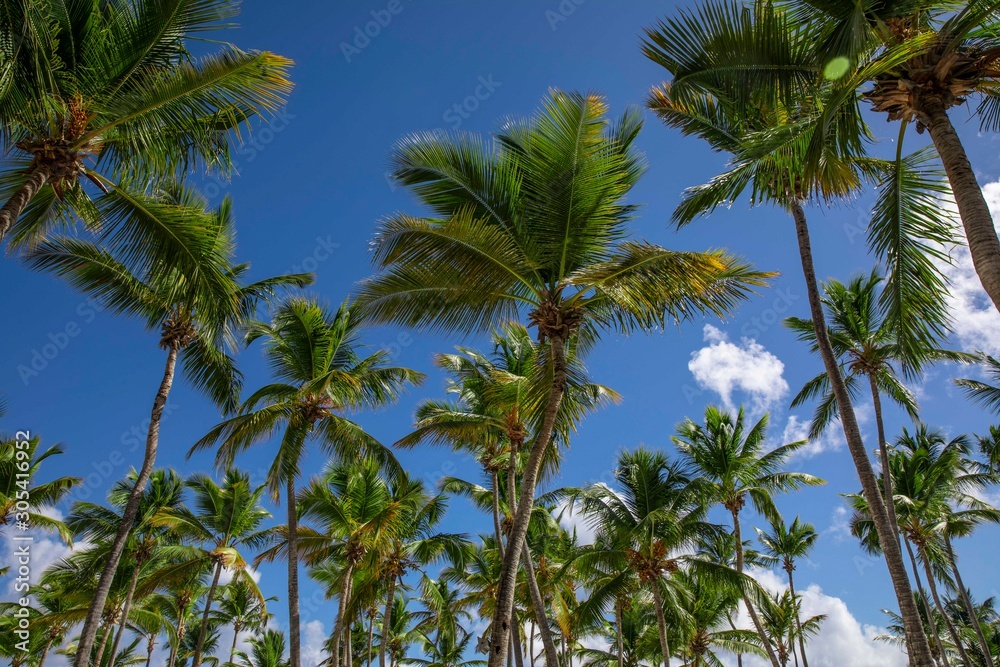 Punta Cana Punta Cana