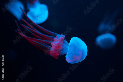 Close up of blue jellyfish on black background