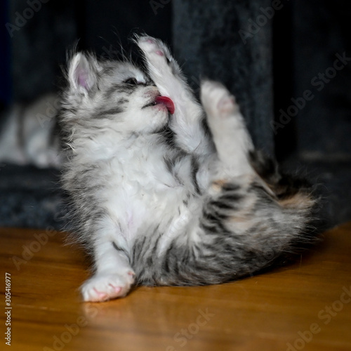 sibirian cat young kitten in a swedish home photo