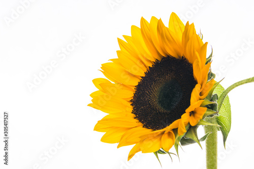 Sunflower isolated on white background