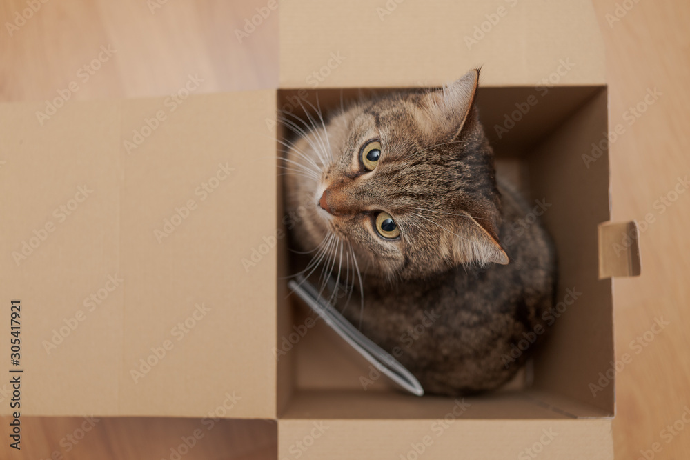 Male cat sitting in paper box from above