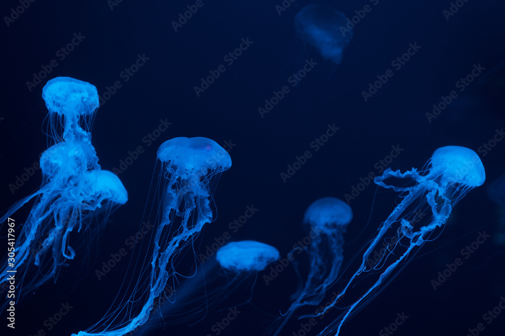 Jellyfishes in blue neon light on dark background