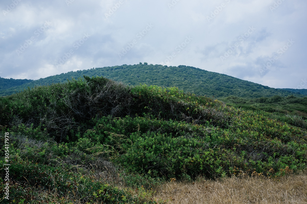 Calarossa, Gargano, Italy. Mediterranean scrub floraon background green hill, with  herbs and seasonings