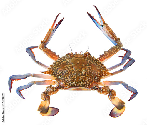 Blue Crab, Atlantic Blue Crab or Chesapeake blue crab (Callinectes sapidus) isolated on a white background 
