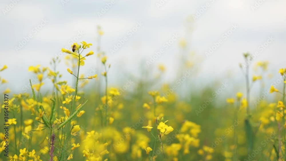 Honey bee collecting pollen on yellow flower. Honey bee collecting pollen on yellow flower.