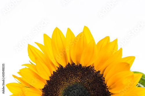 Sunflower isolated on white background