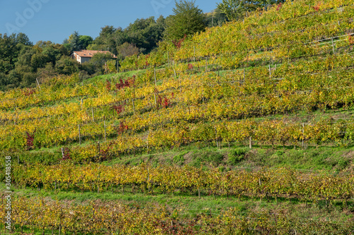 Vineyards in the park of Montevecchia and Curone  Italy  at fall