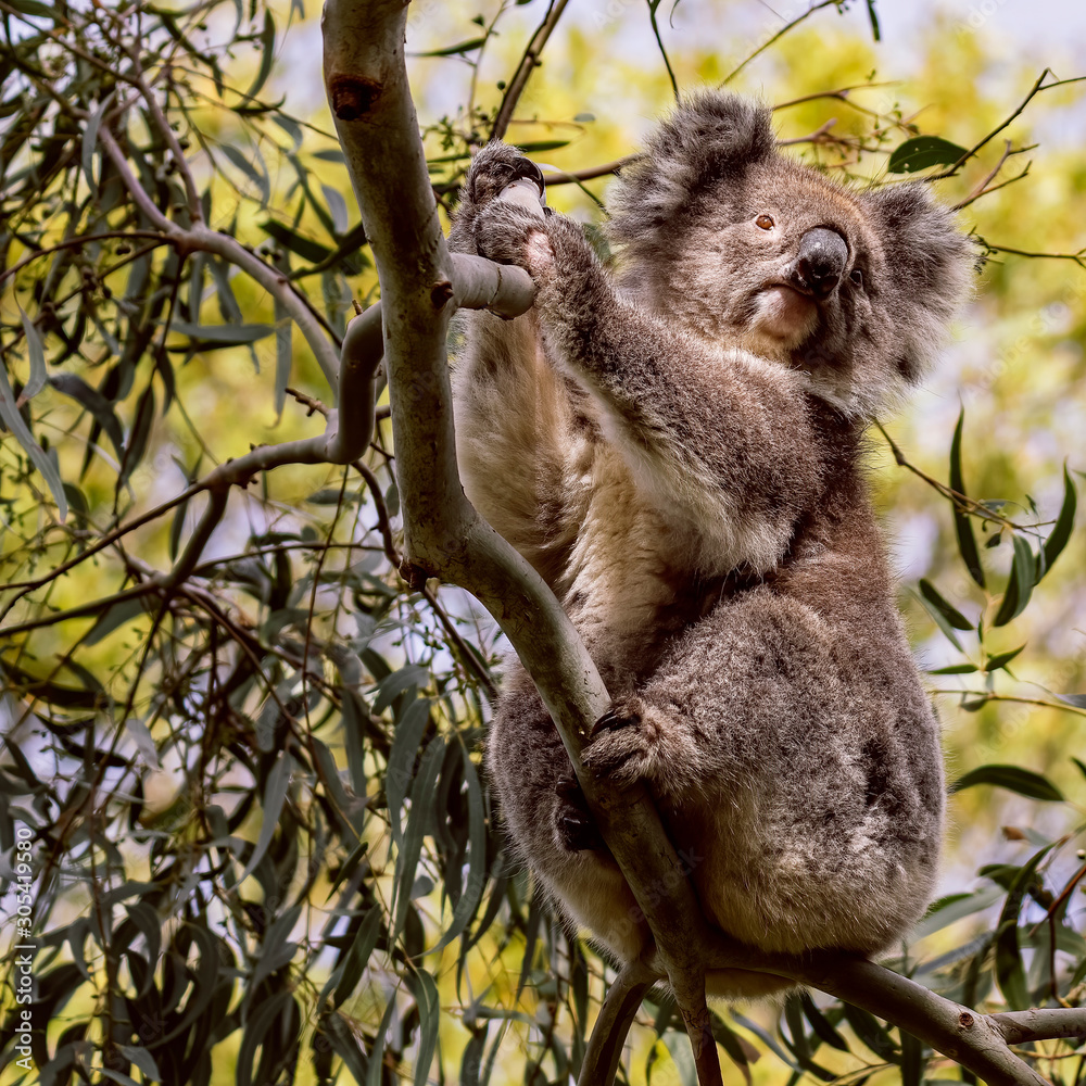 Obraz premium Australian Koala in tree