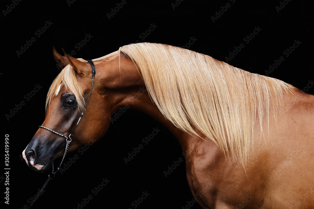 Obraz portrait of a horse isolated on black background