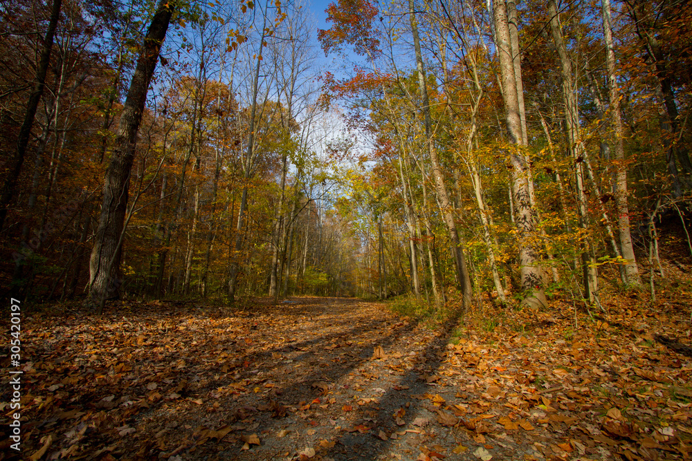 trail in forest during fall season