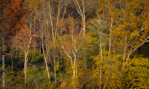 colored trees in fall season