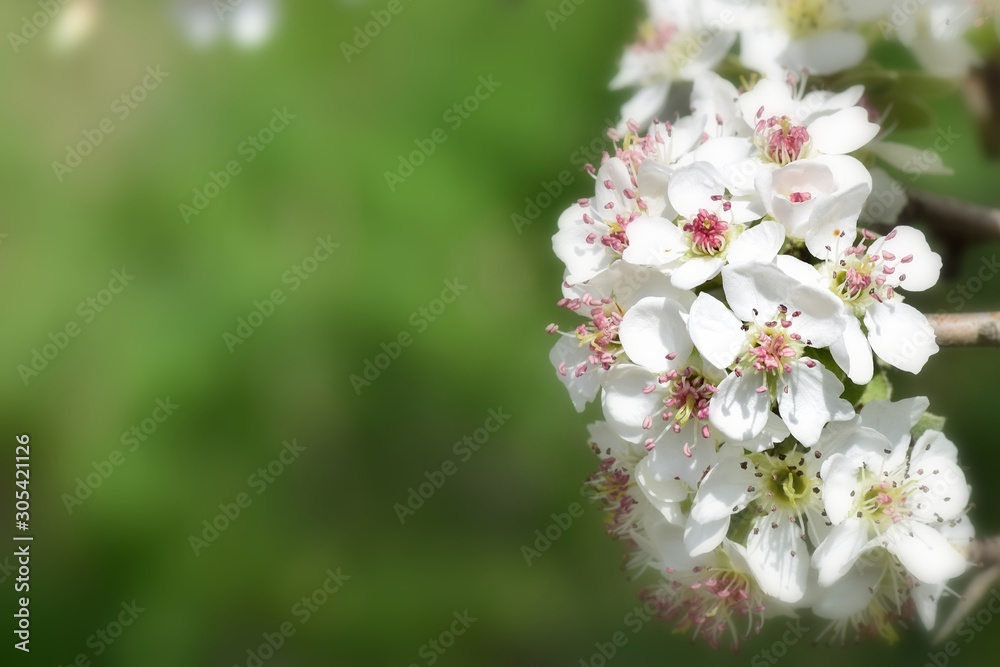 white flowers of a tree, Floral background for writing notes on white flowers of a tree, Floral background for writing notes on