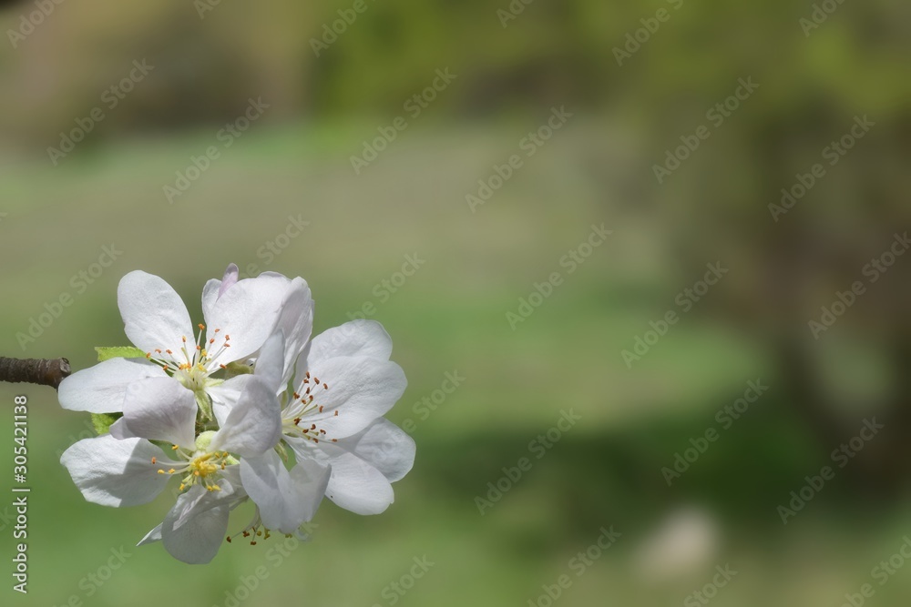  Fruit tree blossoms in the garden, floral background for writing notes on
