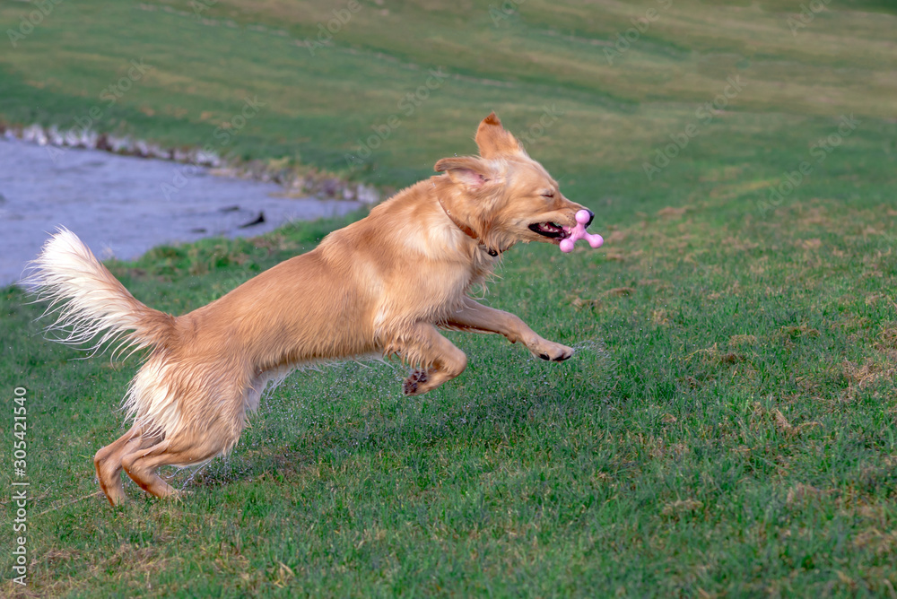 Golden retriever playing with his toy. holding it in his mouth a toy.toy to his feet.standing,lying down or running.Outdoor. Golden retriever playing with his toy. holding it in his mouth a toy.toy to his feet.standing,lying down or running.Outdoor.