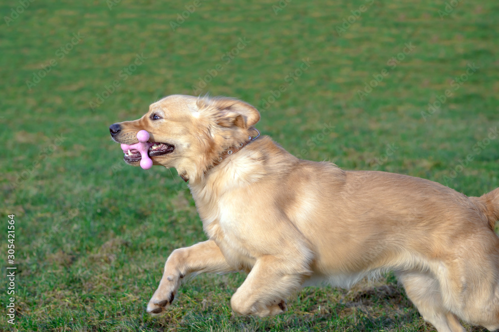 Golden retriever playing with his toy. holding it in his mouth a toy.toy to his feet.standing,lying down or running.Outdoor.