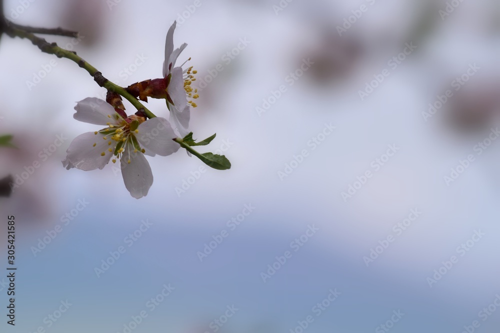 bee on a flower, Floral background for writing notes on bee on a flower, Floral background for writing notes on