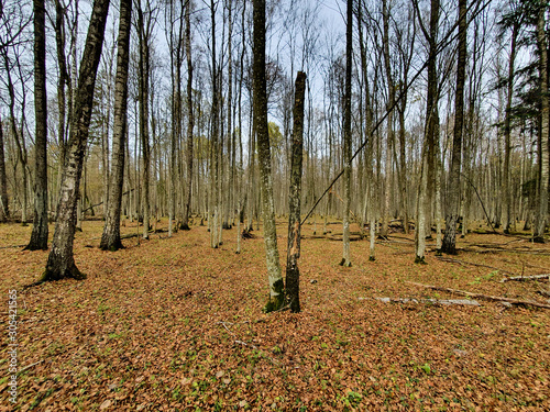 Fototapeta Naklejka Na Ścianę i Meble -  Puszcza białowieska, rezerwat przyeody.