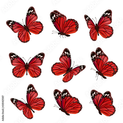 Butterflies collection. Beautiful nature colored flying insects ornamental wings moth vector realistic butterfly. Colored insect moth flying, natural fly illustration