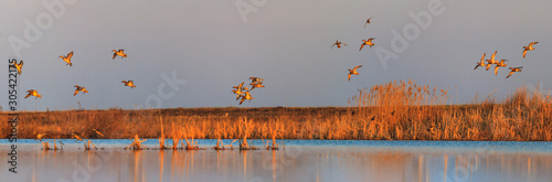 ducks sit on a lake in the morning during migration