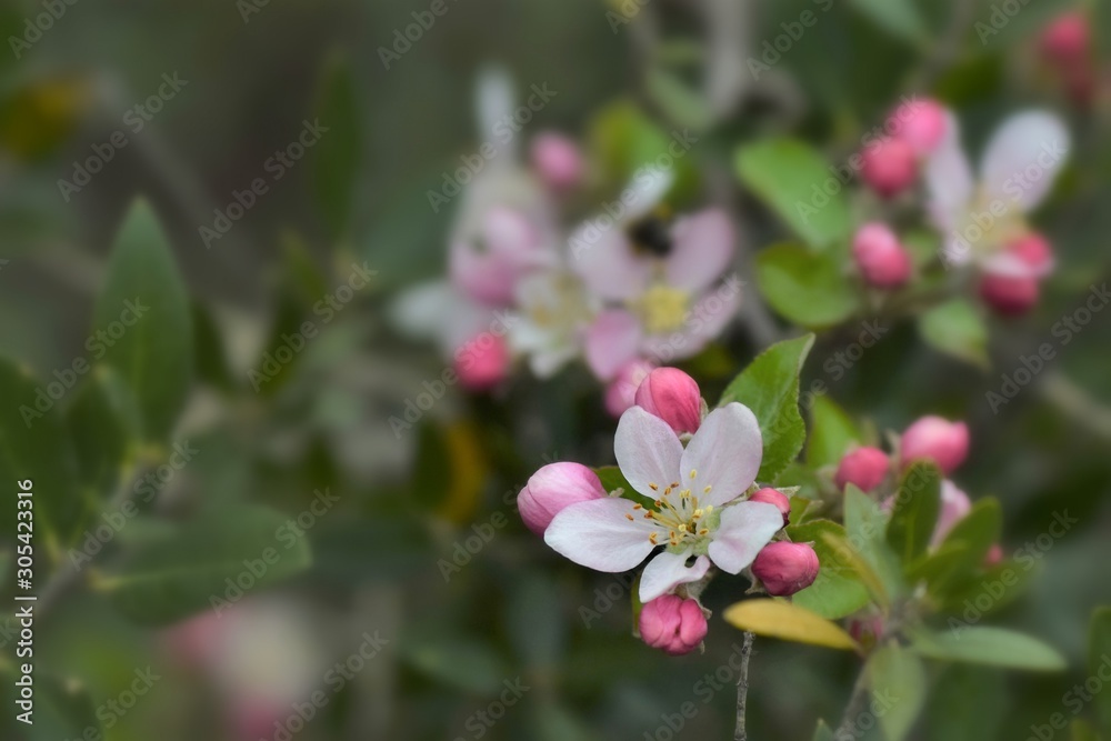 Fruit tree blossoms in the garden, floral background for writing notes on Fruit tree blossoms in the garden, floral background for writing notes on