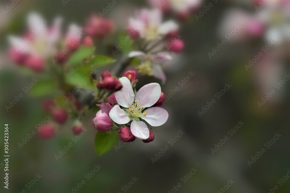 Fruit tree blossoms in the garden, floral background for writing notes on Fruit tree blossoms in the garden, floral background for writing notes on