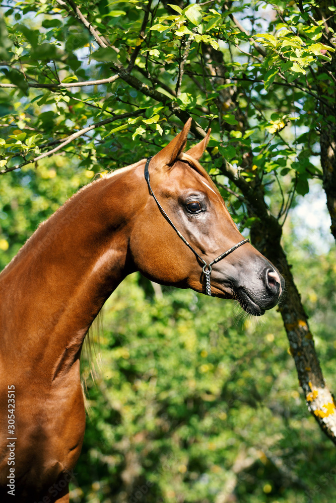 Obraz premium Arabian horse