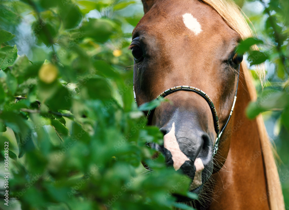 Naklejka premium Arabian horse