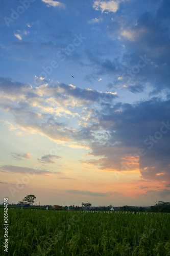 sunset over green field