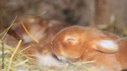 little red rabbits lie in their nest