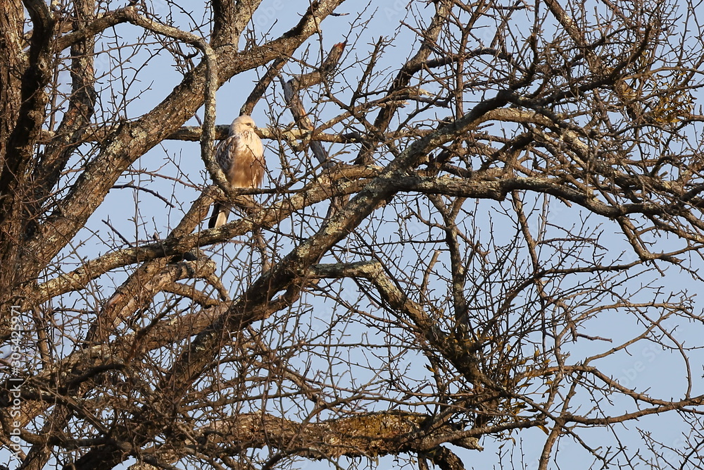Eastern buzzard or Japanese buzzard (Buteo japonicus) sitting on branches in crown of tree. Bird of prey in natural habitat.