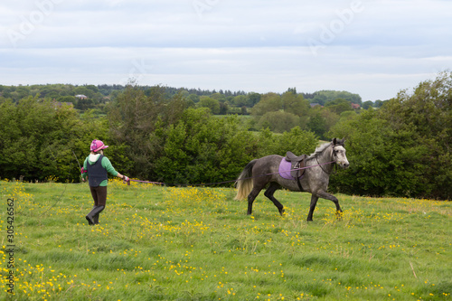 young woman lunging her horse in a field © dabyg